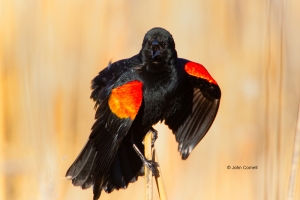 Agelaius-phoeniceus;Blackbird;One;Red-winged-Blackbird;avifauna;bird;birds;color